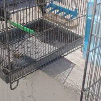 جوجه سهره|پرنده|ایلام, |دیوار