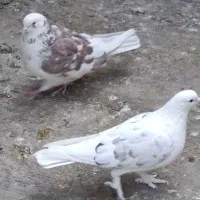 1تا نر اسمی .جوان .مست 4عدد ماده آماده