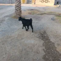 فروش گوسفند محلی|حیوانات مزرعه|رودخانه, |دیوار