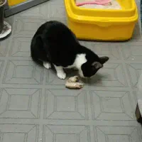 گربه نر دو نژاده