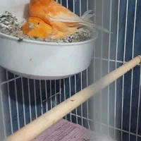 قناری سرخ رد فاکتور جفت