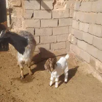 بزفروشی|حیوانات مزرعه|خوشاب, |دیوار