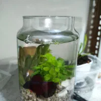 ماهی فایتر . تنگ به همراه گیاه طبیعی (پلنت)|ماهی|قم, چهل درخت‎|دیوار