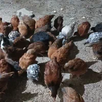 80تاجوجه بسیارسالم وسرحال