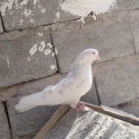 کفتر پرشی