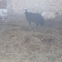 یک راس قوچ|حیوانات مزرعه|طرهان, |دیوار