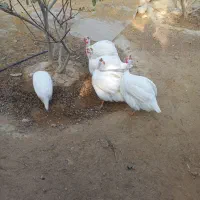 مرغ شاخدار وکبوتر