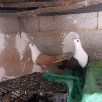 ۸جفت رنگی