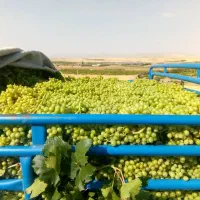 آبغوره خالص دانه شده  باکیفیت خوب دست گیر۱۲۰۰۰۰۰۰|خوردنی و آشامیدنی|شیراز, شهرک والفجر|دیوار