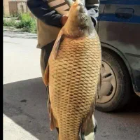 ماهی خوراکی|ماهی|لنگرود, |دیوار