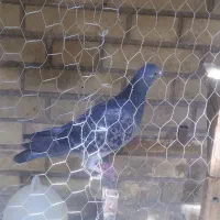 گرفتنی|پرنده|شیراز, لاله|دیوار