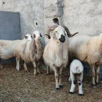 میش داشتی|حیوانات مزرعه|سامان, |دیوار