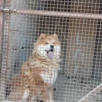 سگ چاو چاو|سگ|هشتگرد, تهران دشت|دیوار