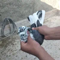 کبوتر یا کفتر