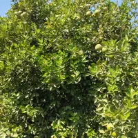 اجاره باغ مرکبات|خدمات باغبانی و درختکاری|نورآباد ممسنی, |دیوار