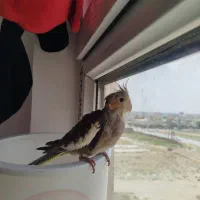 عروس هلندی  دوماهه