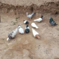 کبوتر جفتی آلمانی ساده سینه کله