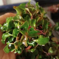گیاه طبیعی|گل و گیاه طبیعی|شیراز, وصال|دیوار