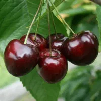 ارائه انواع نهال خوشه ای و ضمانت سلامت نهال