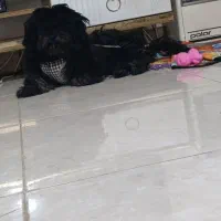 پودل سگ|سگ|کهریزک, |دیوار