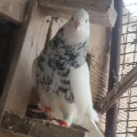 نر طوقی|پرنده|دزفول, |دیوار