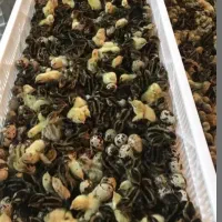 جوجه بلدرچین