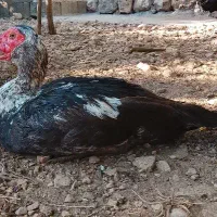 مرغابی