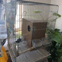 قفس برزیلی، راهب، مرغ عشق