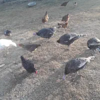 چند عدد بوقلمو ن ومرغ به فروش میرسد