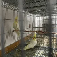 عروس هلندی لوتینو|پرنده|روانسر, |دیوار