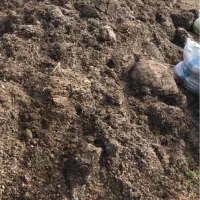 کود مرغی قفسی محلی