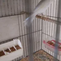 قناری فروشی