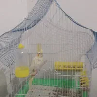 عروس هلندی با قفس تمام وسایل