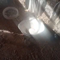 ماله وتقارگچکاری