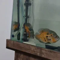 ماهی اسکار مولد