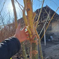 بید مجنون زرد فر سبز پیوندی