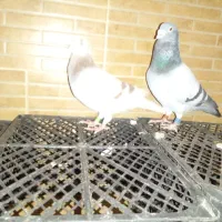 المانی کفتر پلاکی|پرنده|مشهد, کوشش|دیوار