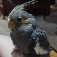 عروس هلندی گمشده