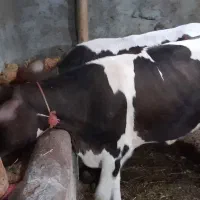 گوساله ماده|حیوانات مزرعه|مشگین شهر, |دیوار