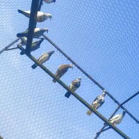 جوجه کبوتر هیچ پر تا دوپر