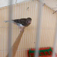 قناری دوتانریه ماده|پرنده|فارسان, |دیوار