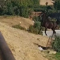 قیمت ۹۵ملیون