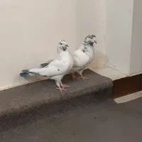 دوتا ماده کله دم سبز