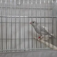 قناری سیلور نر|پرنده|قرچک, زیبا شهر|دیوار