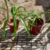 فروش گل|گل و گیاه طبیعی|مبارکه, |دیوار