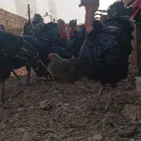 بوقلمون نر|حیوانات مزرعه|پاکدشت, پاکدشت (مامازند)|دیوار