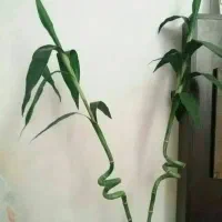 دیجیتال گل طبیعی پامپاس اگلونما بنجامین پتوس بامبو|گل و گیاه طبیعی|شیراز, دکتر حسابی|دیوار