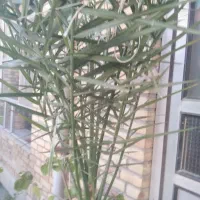 درخت خرما|گل و گیاه طبیعی|عجب شیر, |دیوار