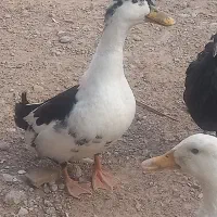 جفت اردک|حیوانات مزرعه|شوشتر, |دیوار