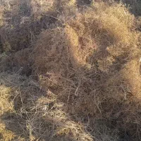 خار فروشی|حیوانات مزرعه|خمک, |دیوار